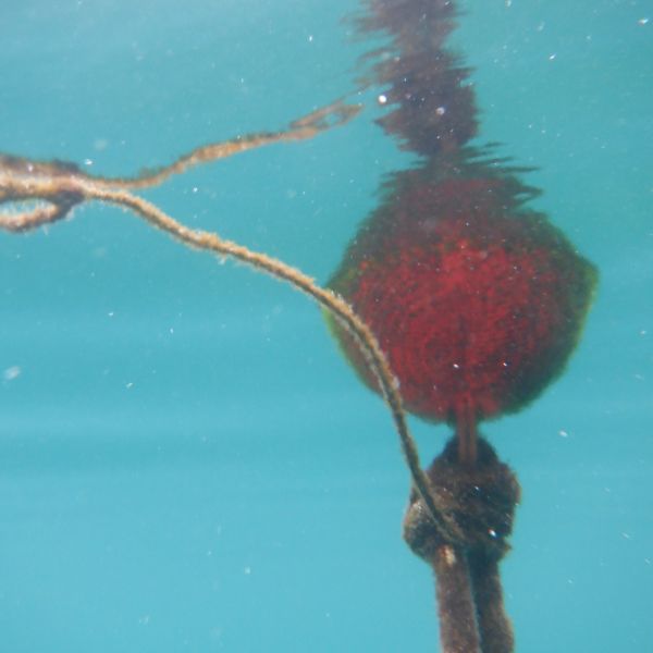 Underwater view of a buoy, the water around Starigrad is so clear.