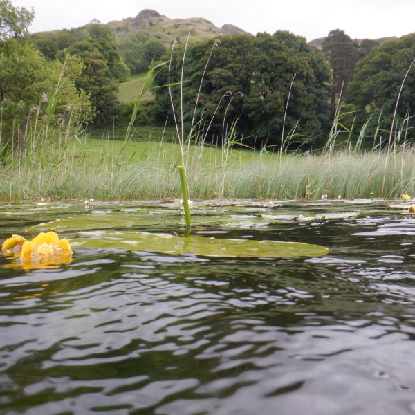Water lilies on Loughrigg Tarn